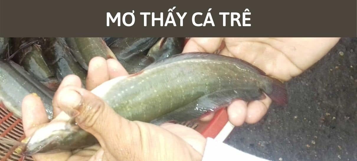 mơ thấy cá trê
